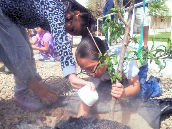 The Fruit Tree Planting Foundation